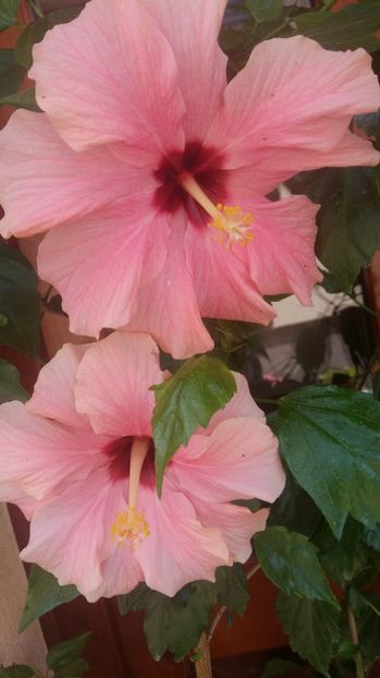 1498473996538-1118190459 - 2017 HIBISCUS -TRANDAFIRI JAPONEZ