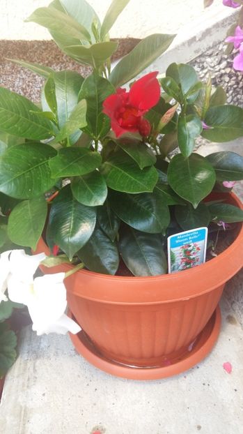 1498474076692-803810178 - 2017 DIPLADENIA