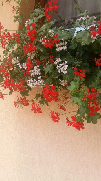  - 2017 MUSCATE ZONALE SI CURGATOARE