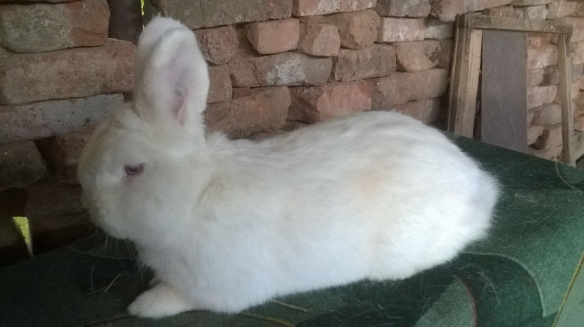  - MASCUL NEOZEELANDEZ ALB RO 50