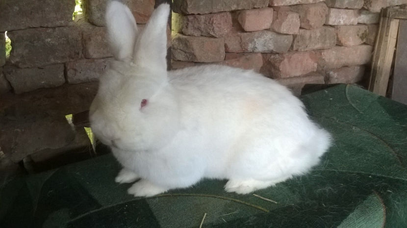  - MASCUL NEOZEELANDEZ ALB RO 50