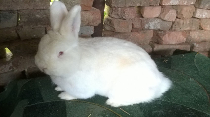  - MASCUL NEOZEELANDEZ ALB RO 50