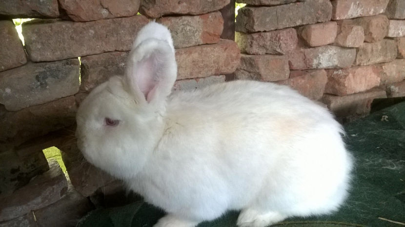  - MASCUL NEOZEELANDEZ ALB RO 50