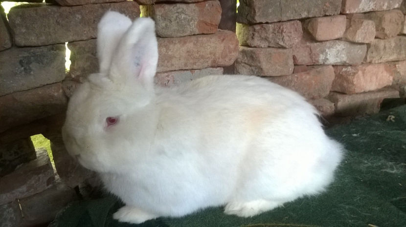  - MASCUL NEOZEELANDEZ ALB RO 50