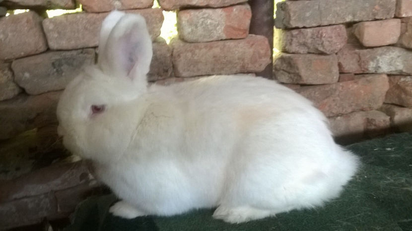  - MASCUL NEOZEELANDEZ ALB RO 50