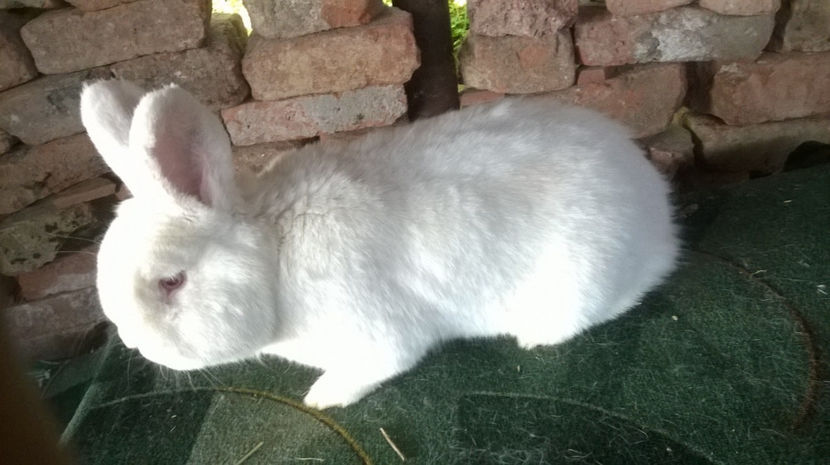  - MASCUL NEOZEELANDEZ ALB RO 50