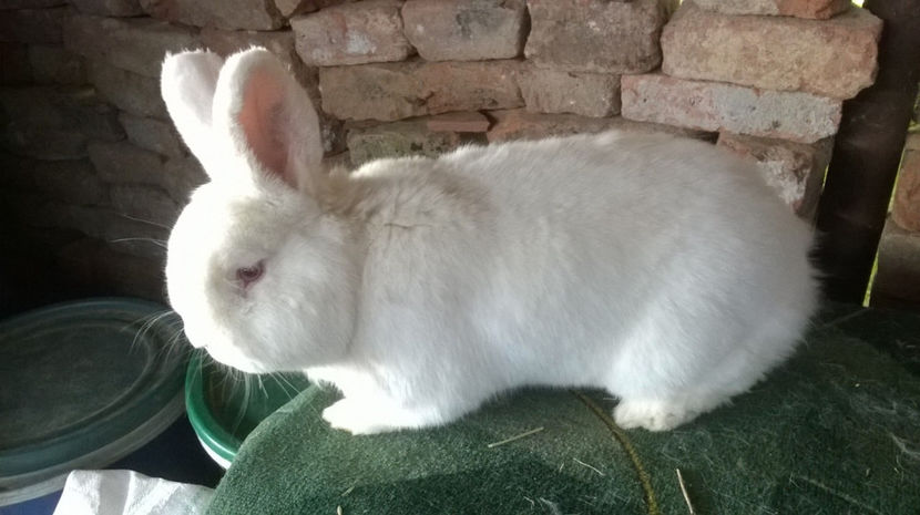  - MASCUL NEOZEELANDEZ ALB RO 50