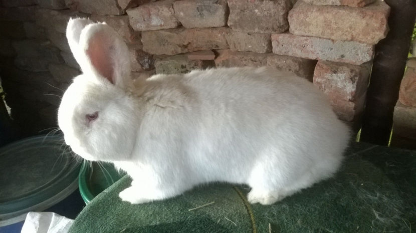  - MASCUL NEOZEELANDEZ ALB RO 50