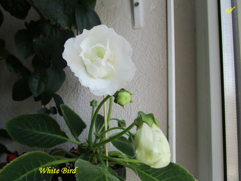 White Bird(26-06-2017) - Gloxinii 2017