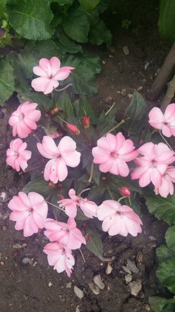 1498474827199-928276672 - 2017 IMPATIENS
