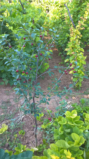 24 Iunie 2017 - Visin soiul Safir