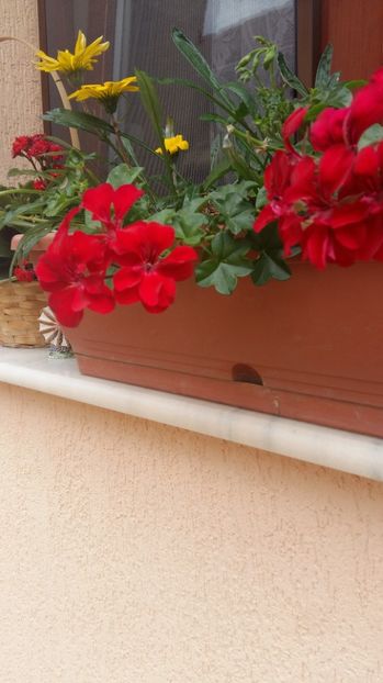  - 2017 ALTE FLORI