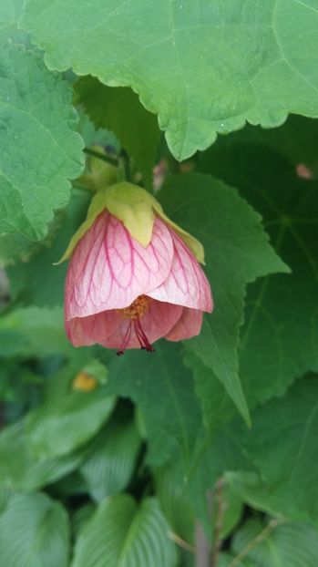 1498475815335-1986158139 - 2017 ABUTILON