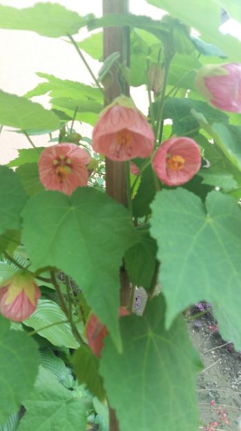 1498475838118-1853698223 - 2017 ABUTILON