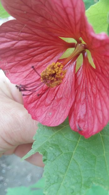 1498475924262-835342349 - 2017 ABUTILON