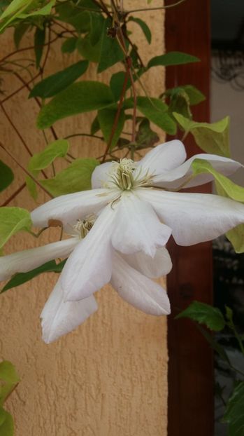  - 2017 CLEMATIS