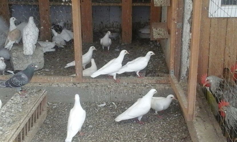 IMG-20170626-WA0002 - De vanzare iulie 2017