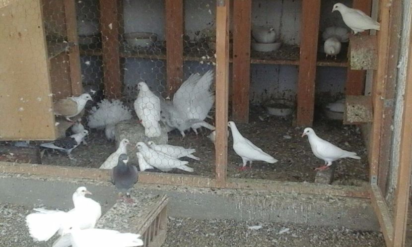 IMG-20170626-WA0007 - De vanzare iulie 2017