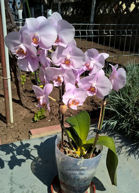 orhidee valynedelcu@yahoo.com 0116 - orhidee