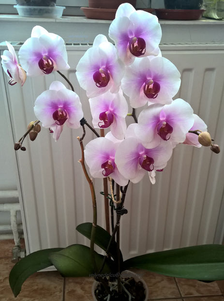 orhidee valynedelcu@yahoo.com 0105 - orhidee