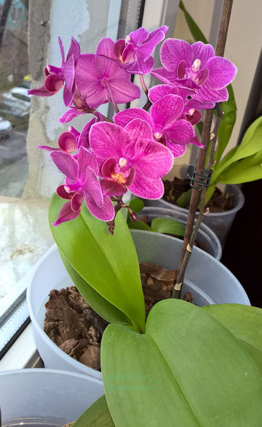 orhidee valynedelcu@yahoo.com 0102 - orhidee