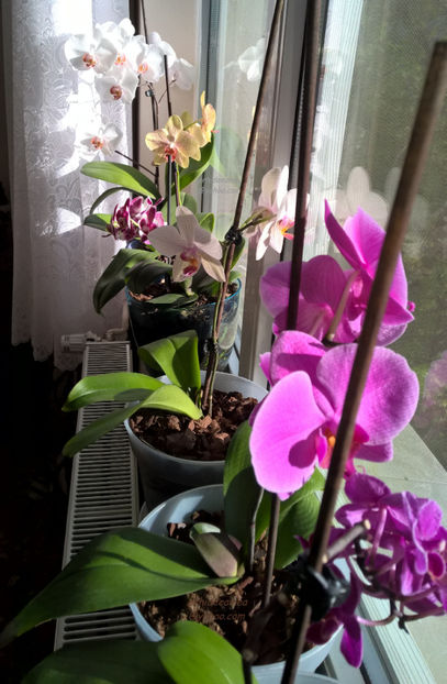 orhidee valynedelcu@yahoo.com 0114 - orhidee