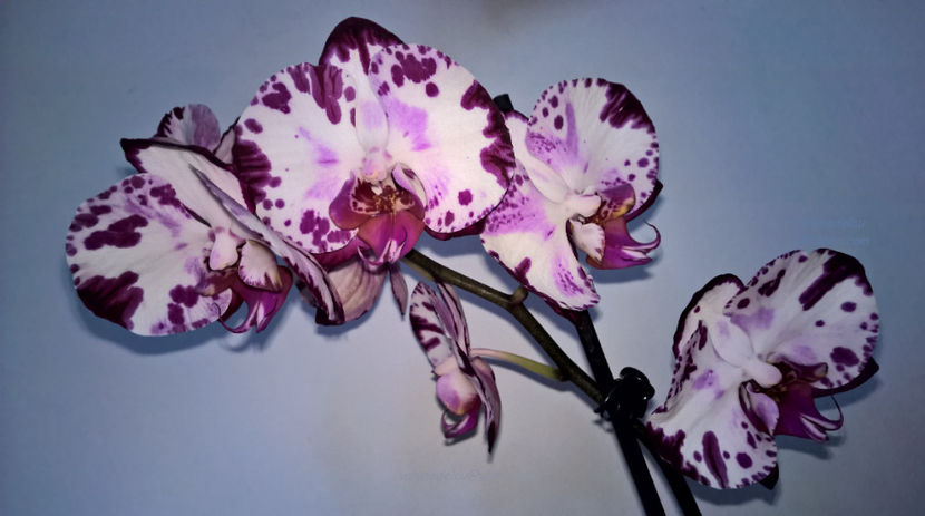 orhidee valynedelcu@yahoo.com 0097 - orhidee