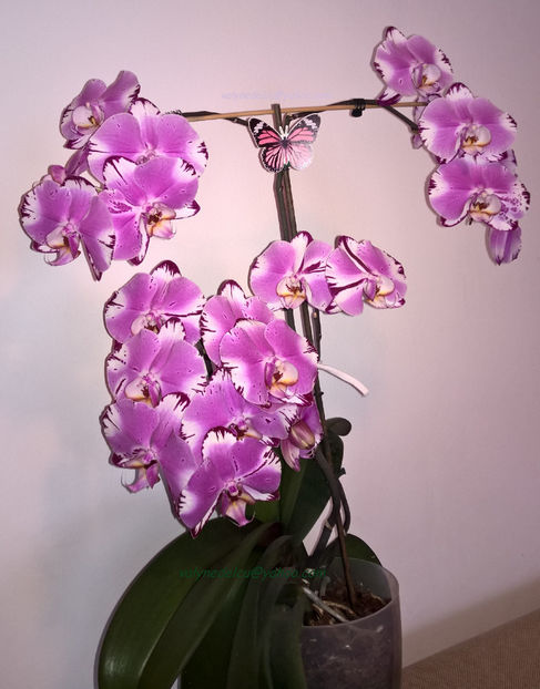 orhidee valynedelcu@yahoo.com 0096 - orhidee