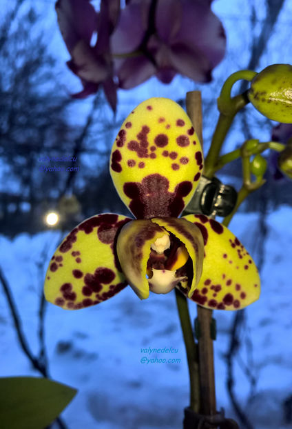 orhidee valynedelcu@yahoo.com 0093 - orhidee
