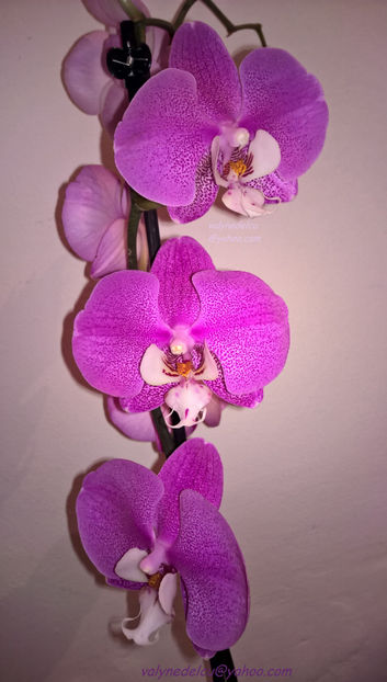 orhidee valynedelcu@yahoo.com 0082 - orhidee