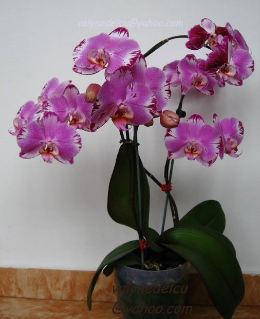 orhidee valynedelcu@yahoo.com 0081 - orhidee