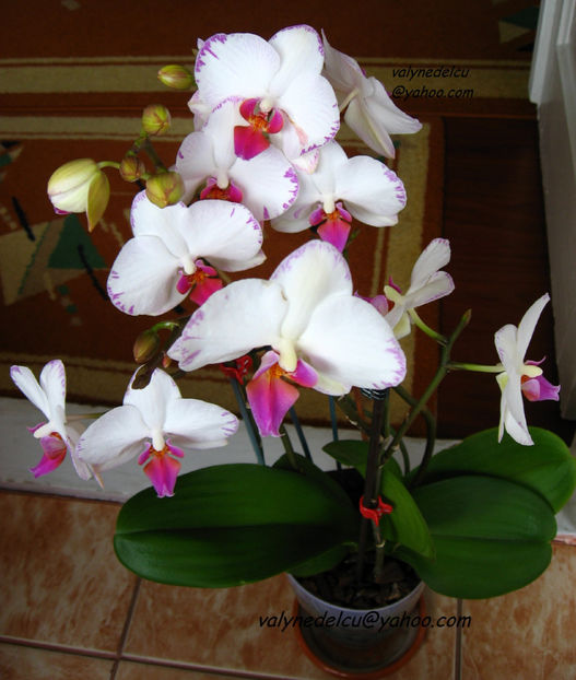orhidee valynedelcu@yahoo.com 0078 - orhidee