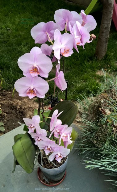 orhidee valynedelcu@yahoo.com 0051 - orhidee