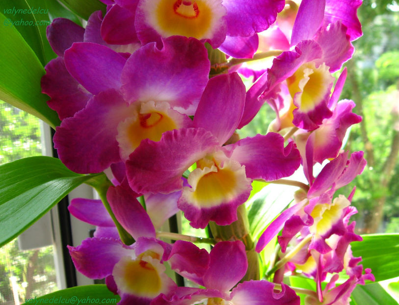 orhidee valynedelcu@yahoo.com 0046 - orhidee