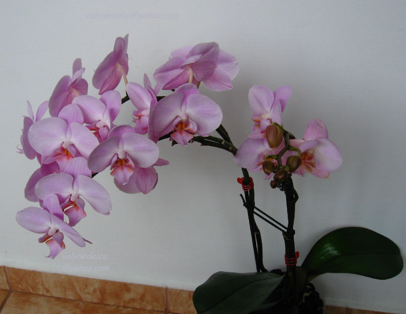 orhidee valynedelcu@yahoo.com 0044 - orhidee