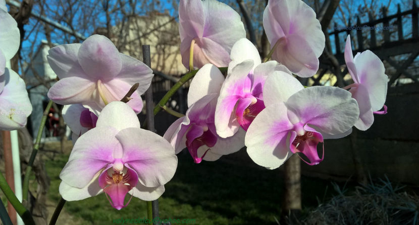 orhidee valynedelcu@yahoo.com 0043 - orhidee