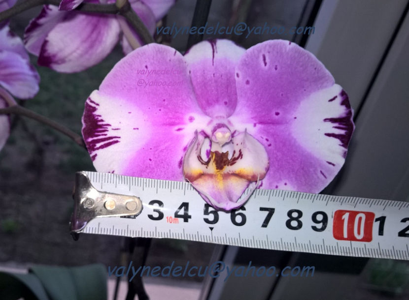orhidee valynedelcu@yahoo.com 0034 - orhidee