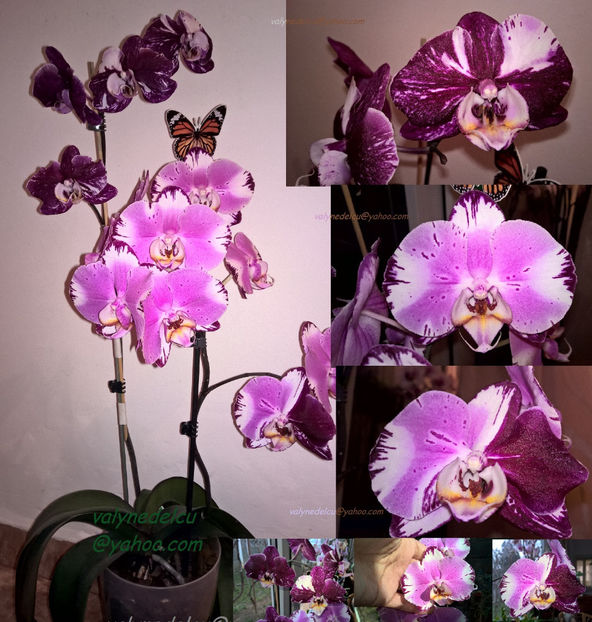 orhidee valynedelcu@yahoo.com 0030 - orhidee