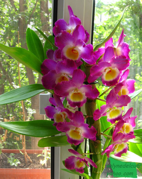 orhidee valynedelcu@yahoo.com 0020 - orhidee
