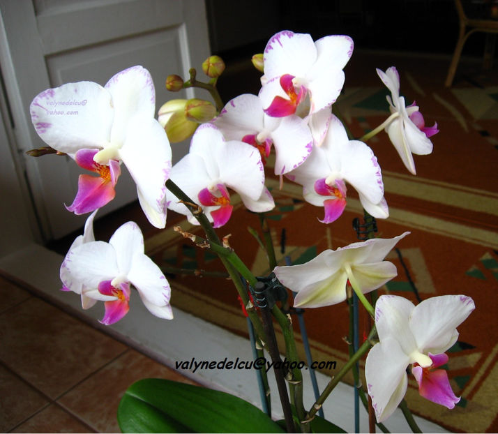 orhidee valynedelcu@yahoo.com 0017 - orhidee