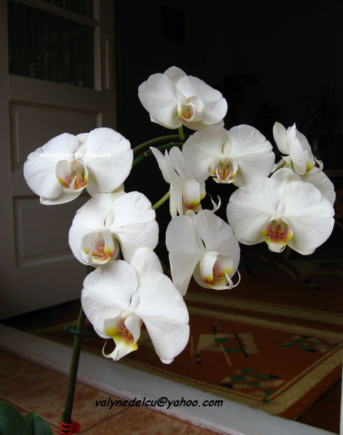 orhidee valynedelcu@yahoo.com 0016 - orhidee