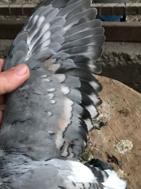  - Vargati cu dunga alba