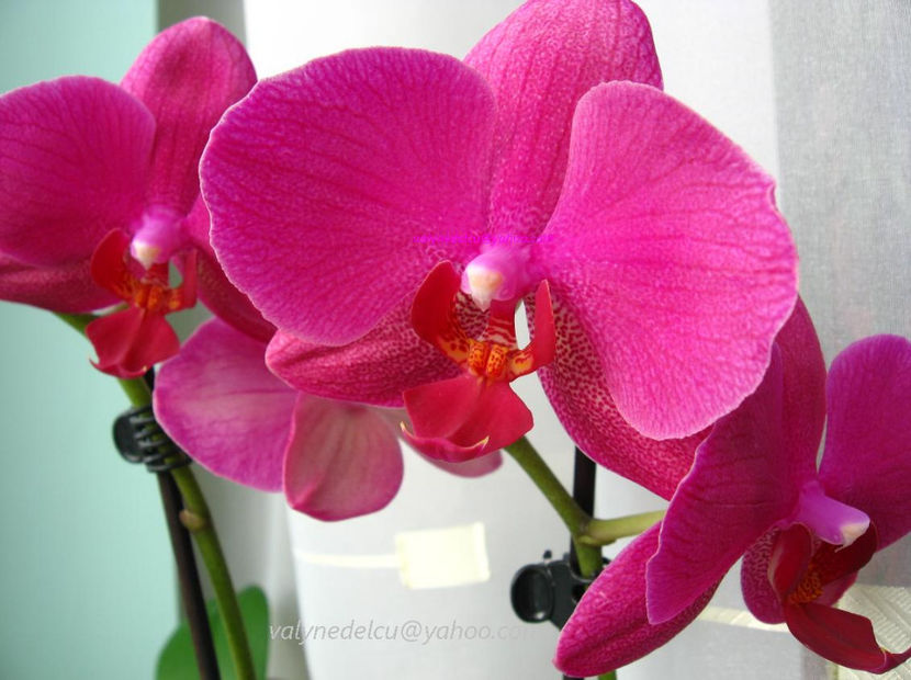 orhidee valynedelcu@yahoo.com 0012 - orhidee