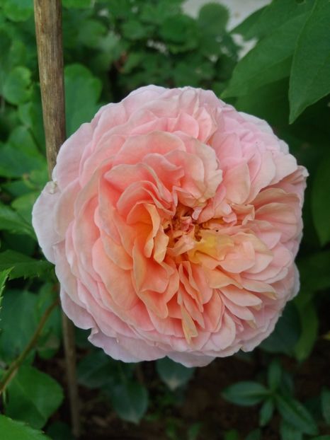  - Crown princess margareta