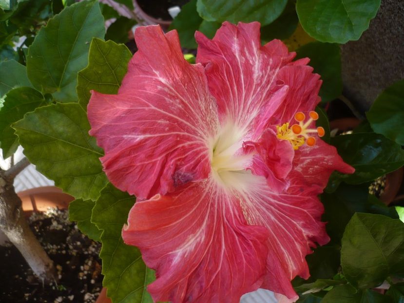 26.06.2017 - HIBISCUSI 2017-2