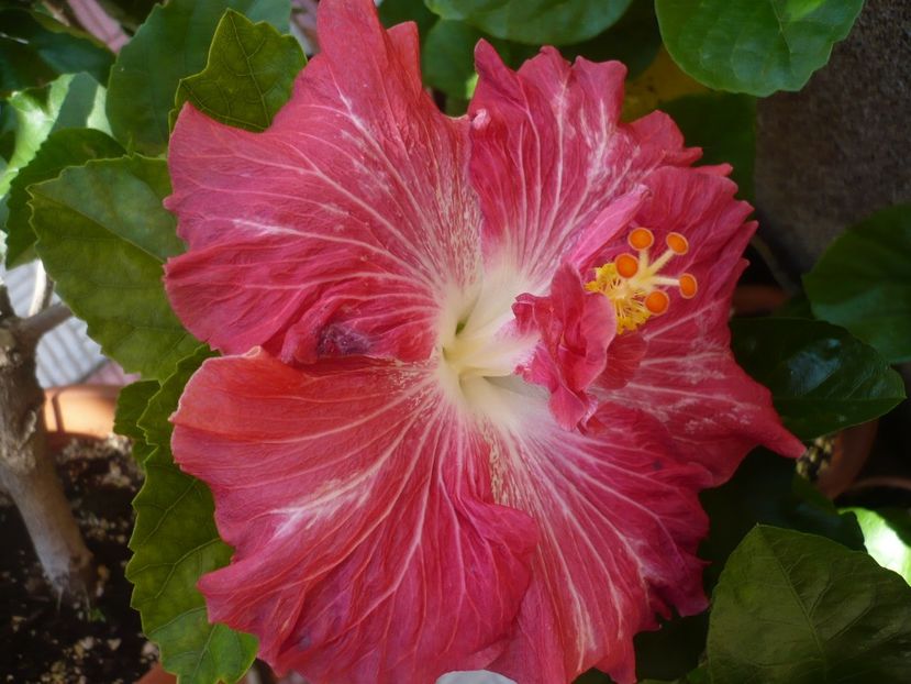 P1330202 - HIBISCUSI 2017-2