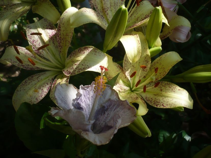 P1330209 - HIBISCUSI 2017-2