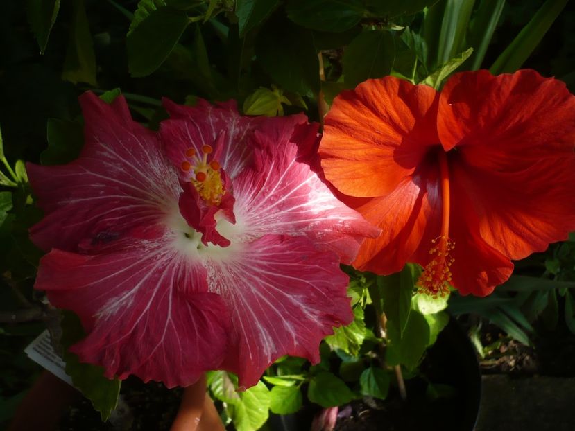 P1330214 - HIBISCUSI 2017-2