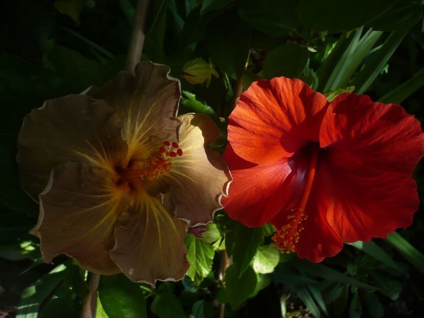 P1330217 - HIBISCUSI 2017-2