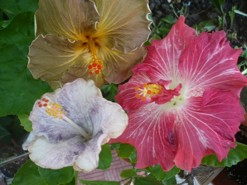 P1330221 - HIBISCUSI 2017-2